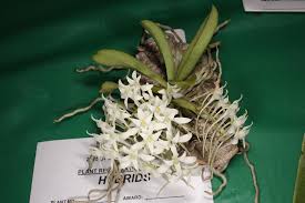 Image result for Mystacidium