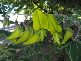 Image result for Crotalaria agatiflora