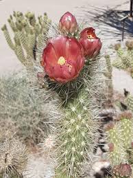 Feb 18 2021 xia reports: Anza Borrego Desert Wildflowers Update