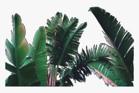 Check spelling or type a new query. Plant Green Overlay Aesthetic Leaves Leaf Aesthetic Pinterest Background Green Hd Png Download Kindpng