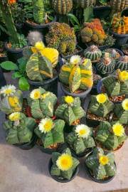 We select our cactus for sale from our greenhouses on the very day we ship to you. Astrophytum Myriostigma Variegata Bishop S Cap Cactus Buy Seeds At Rarepalmseeds Com