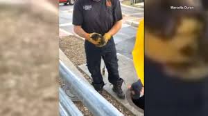 WATCH: SAFD rescues baby kitten from storm drain