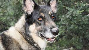 Some may have strong guarding instincts and german shepherd mix puppies should be well socialized. Akita Shepherd Mixed Dog Breed Pictures Characteristics Facts
