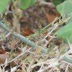 Image result for Adenia gummifera