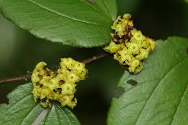 Image result for Ziziphus abyssinica