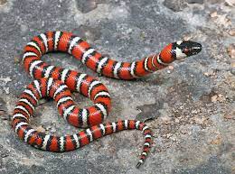 California Mountain Kingsnake Lampropeltis Zonata Milk Snake California Mountains Pet Snake