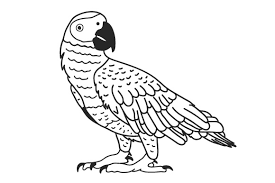 Download African Grey Parrot Svg Cut File By Creative Fabrica Crafts Creative Fabrica SVG Cut Files