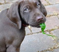 Cooper The German Shorthaired Pointer Www Dailypuppy Com German Shorthaired Pointer Pointer Puppies German Shorthair