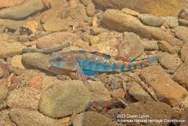 Image result for Platostoma strictum