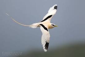 Birds Of A Feather 2019 Characters Tropical Bird In Flight 59 Ideas For 2019 With Images Tropical Birds