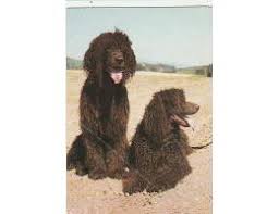 Image result for irský vodní španěl