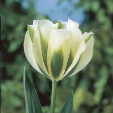 Spring flowering bulbs as the name already suggests, spring flowering bulbs will bloom beautifully in the spring. Spring Green Tulip Bulbs Viridiflora Tulips Buy Online Boston Bulbs