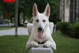 A white gsd has the genetic color of a black and tan, sable, or black, but you will not see these colors. File 2008 06 26 White German Shepherd Dog Posing 3 Jpg Wikimedia Commons