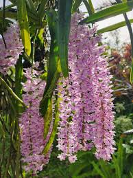 Image result for Rhynchosia alluaudii