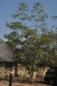 Image result for Breonadia