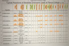 Solved Create A Flow Chart Dichotomous Key For The Follow