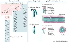 What Makes Phospholipids Amphipathic Molecules? - Quora