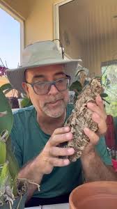 Orquídeas: Alternativas para cultivar Cattleyas. Para ver otros videos  #orquideaselsombrerito