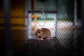 The next diy rat trap that you can at home with minimal materials and effort is a shoebox trap. Homemade Rodent Trap Ideas Topbest Blog