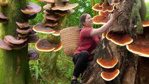 Image result for Ganoderma lucidum