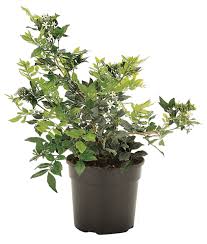 Image result for Murraya