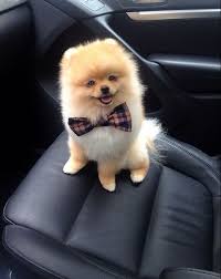 The 40 Most Influential Poms Of 2013 Cute Dogs Puppies Cute Baby Animals