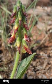 Image result for Eriosema