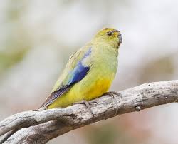 We did not find results for: Blue Winged Parrot Wikipedia