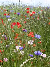 Bsdm Diamond Jubilee Wildflower Meadow Seeds Wildflower Seeds Wild Flowers Seeds