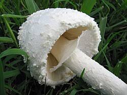 Image result for Cheirostylis lepida