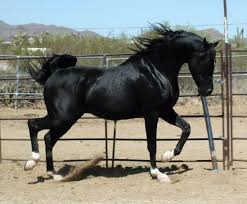 Check spelling or type a new query. Pin By Billy Levy Nobleman On Aminals Beautiful Arabian Horses Most Beautiful Horses Horse Life