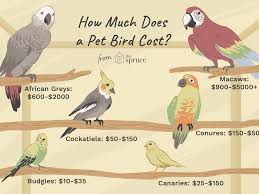 Call to confirm details before purchase. How Much Does It Cost To Buy And Care For A Pet Bird