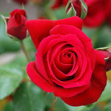 Check spelling or type a new query. 5 Most Romantic Flowers For Your Partner Valentine S Day