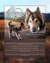 Tamaskan puppies for sale canada. Tamaskan Rescue Home Facebook