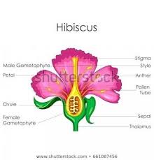 All these parts are designed in such a way that their sole purpose is to reproduce. Five Disadvantages Of Parts Of A Flower And Their Functions And How You Can Workaround It Parts Of A Flower And T Parts Of A Flower Hibiscus Hibiscus Flowers