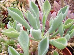 Image result for Monadenium filiforme