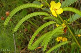The sabal etonia, also known as the scrub palmetto, is a slow growing, fan palm that is native to central florida. Friday Focus On Fruit Florida Native Plant Partridge Pea Chamaecrista Fasciculata What Florida Native Plant Is Blooming Today