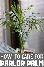 How To Care For Parlor Palm Plant Palm Plant Care Palm Tree Plant Palm Plant