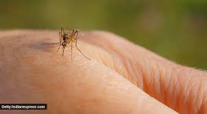 Some mosquitoes can be vectors. Some People Are More Susceptible To Mosquito Bites Than Others Here S Why Lifestyle News The Indian Express