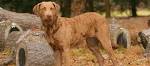 Chesapeake Bay Retriever Breeder, Chesapeake Bay Retriever ...