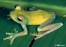 Image result for glass frog