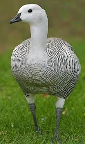 Lesser Upland Goose Male Ordekler Kus Hayvan