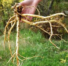 Image result for Astragalus