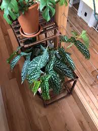 Image result for Begonia macrocarpa