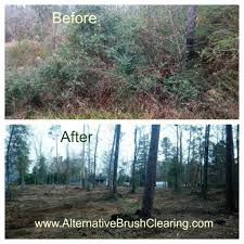 Forest mulcher, llc forestry mulching is a land clearing method. Pin On Land Clearing