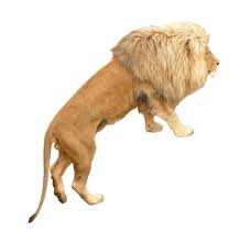 Lion Animal Png Image Animals Lion Lion Sculpture