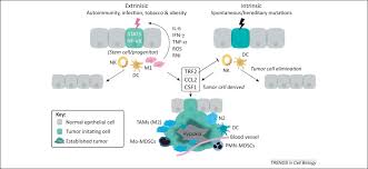 .innate immune responses with no impact on adaptive immune responses, in much the same way as innate immunity, in general, was relegated to those functions of immunity that involved prevention and. Balancing The Innate Immune System In Tumor Development Trends In Cell Biology