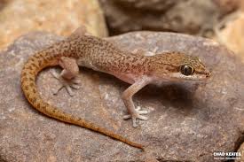 Image result for Pycnostachys orthodonta