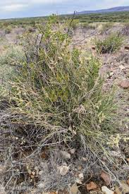 Image result for Triraphis purpurea