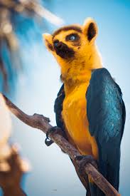 But even so, people manage to take photos that become real photoshop fails. Lemacaw Lemur Blue Yellow Macaw Funny Photoshop Hybrid Animals Imgur